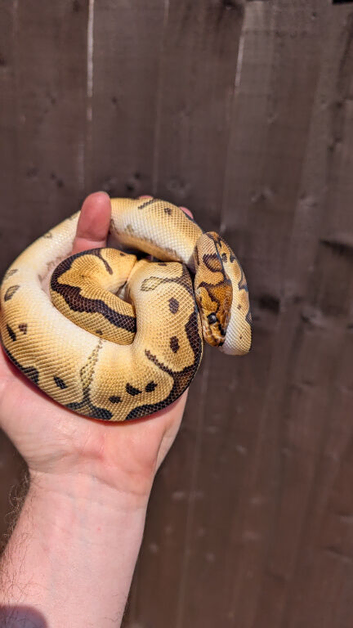 Orange dream clown