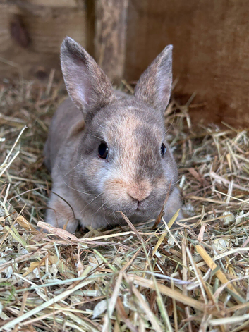 Stunning Mini Rex buck