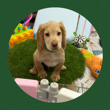 KC Registered Cocker Spaniel