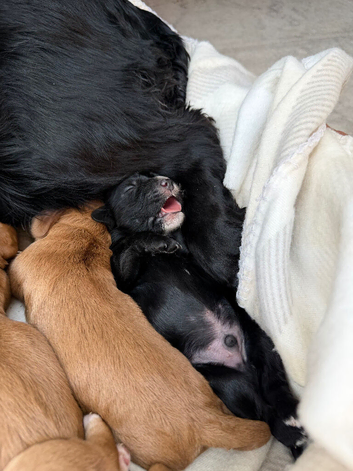 Cocker spaniel