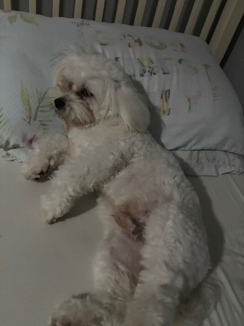 Male Maltese