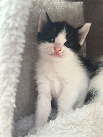 GORGEOUS BLACK & WHITE KITTENS FOR SALE