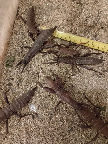 3 pairs of sub adult Eurycantha Calcarata stick insects