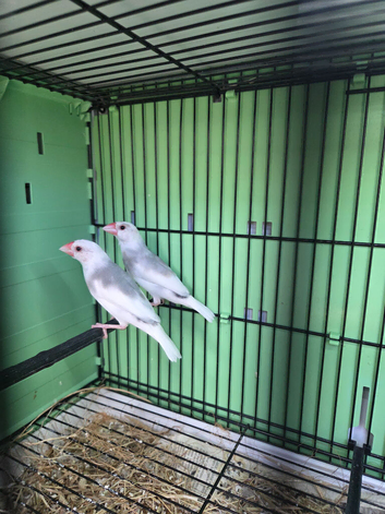 pair of pied Java sparrows