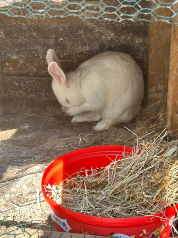Rabbit Need a Rehome