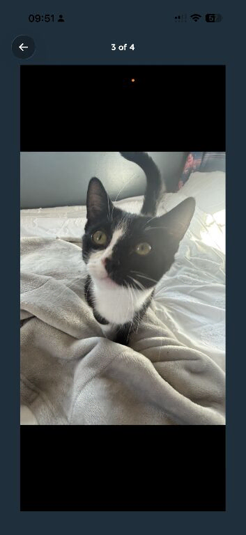Gorgeous tuxedo cat