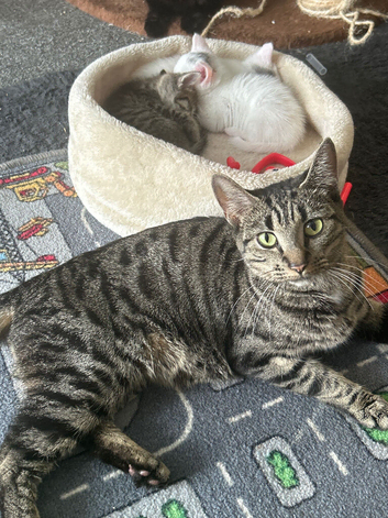 Kittens available