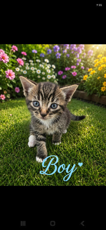 British shorthair/tabby