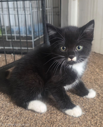 2x male black and white kittens ready to leave