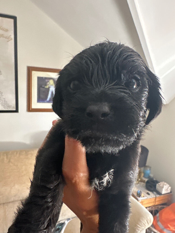Small mixed breed puppies