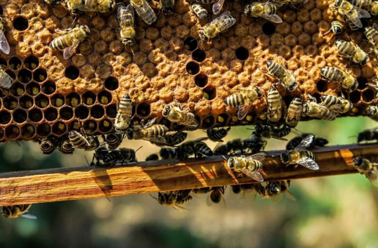 Buckfast bees. 10 frame colonies &pound;249. Quality honeybees.