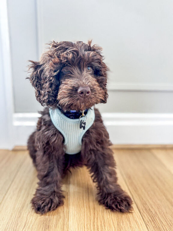 Cockapoo Puppy &ndash; Loving Home Needed