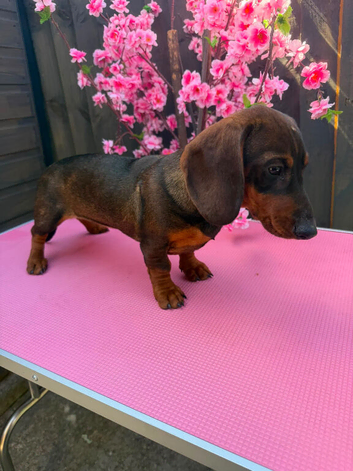 1 female teckel puppy for sale