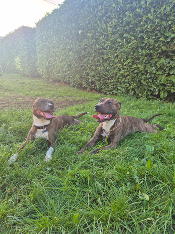 Staffy rehoming