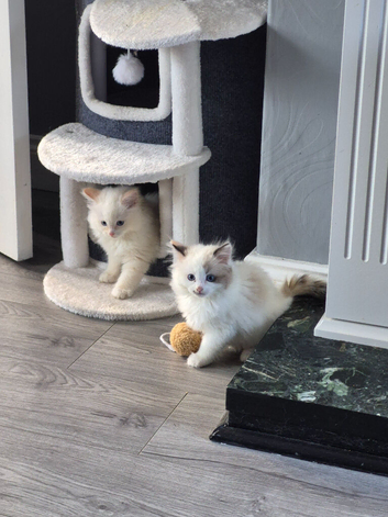 Red flame male and torti girl