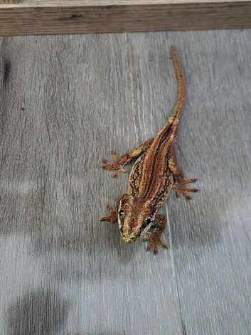 Gargoyle gecko male plus enclosure for sale