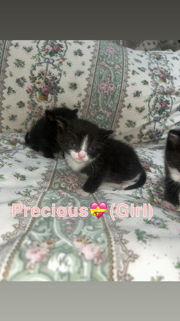 Kittens wanting new