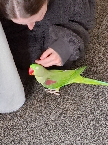 Beautiful female alexandrine