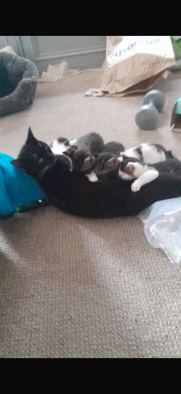 Beautiful kittens for sale