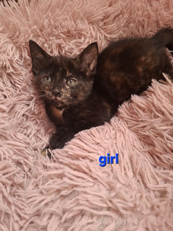 Kittens