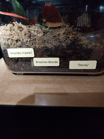 Sling and juvenile tarantulas