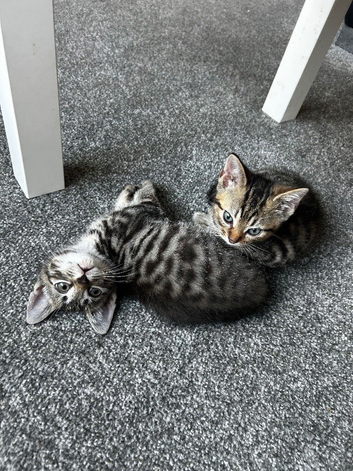Only 2 left  part Maine coon