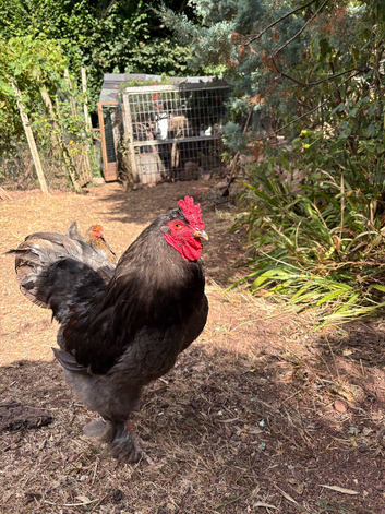 Brahma cockerel