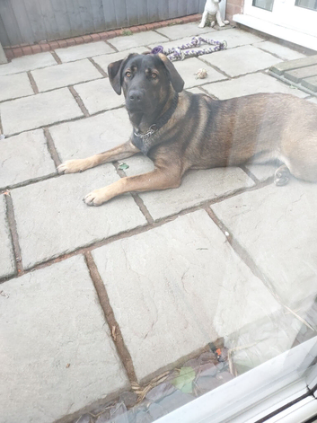 Mix breed