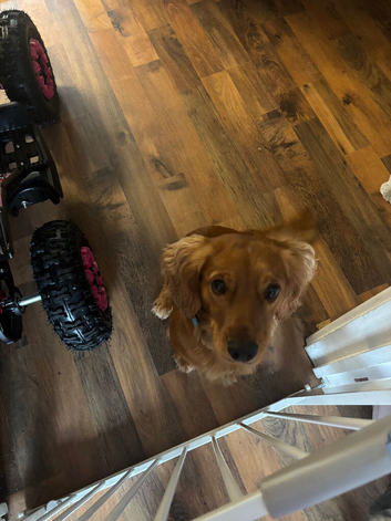 Teddy - 18 month old Cocker Spaniel