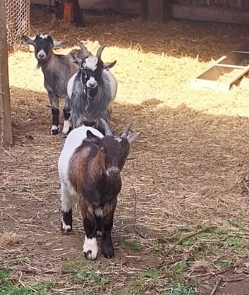 Pygmy Wether's