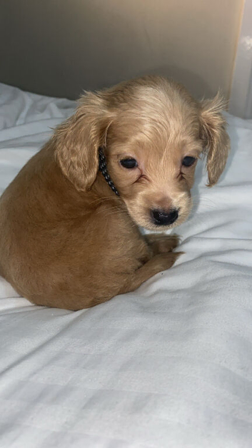Cockapoo