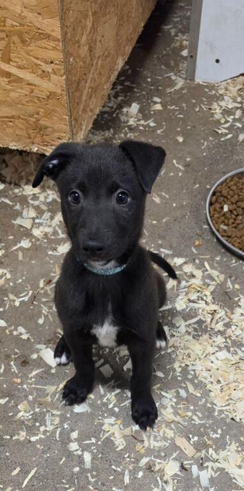 Working Lurcher Puppies