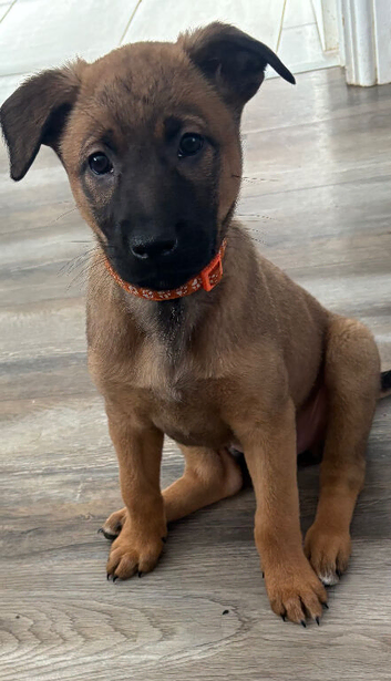 Belgian mali Cross