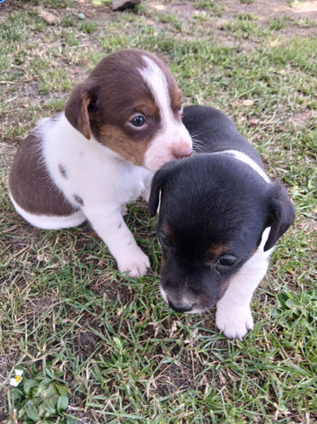 Jack Russell puppies 2 boys left