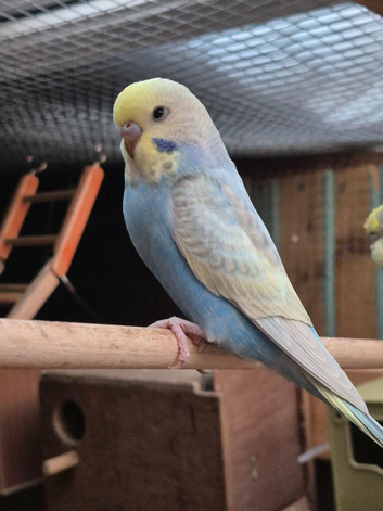 Beautiful spangle mutation budgie