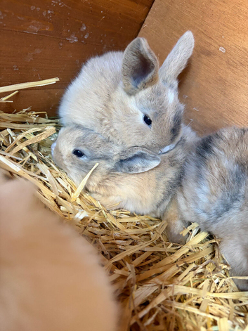 Gorgeous mini lop babies