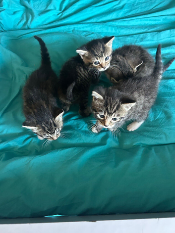 3 boys 1 girl