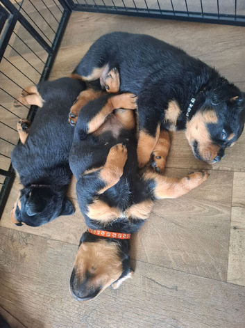 Beautiful pup's for sale