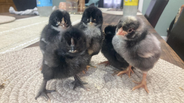 16 x Chicks (blue/green/brown layers) Black copper maran, cream Legbar, olive egger
