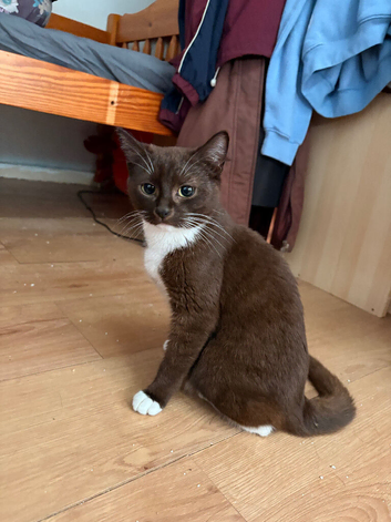 Beautiful brownie girl