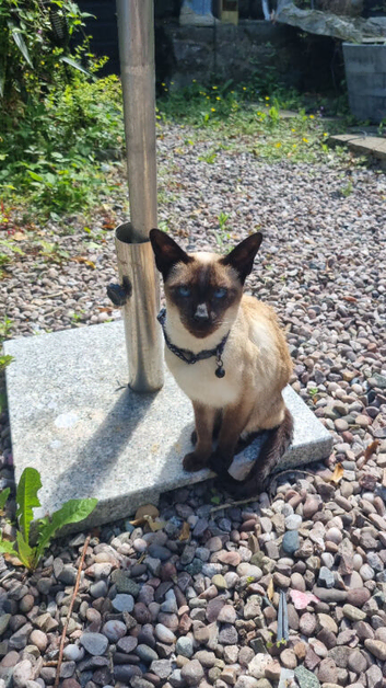 Pair of gorgeous siamese cats