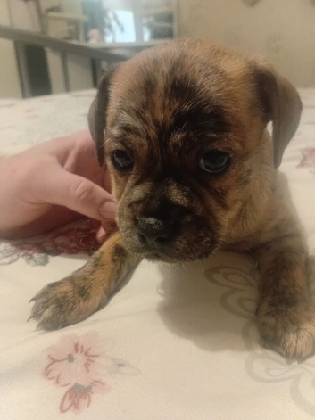 Chihuahua x staffy puppies