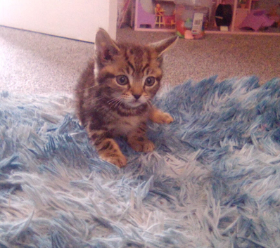 3 gorgeous kittens for sale ready to leave now