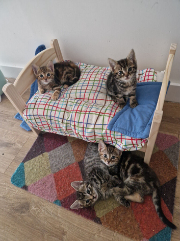 Kittens ready to go