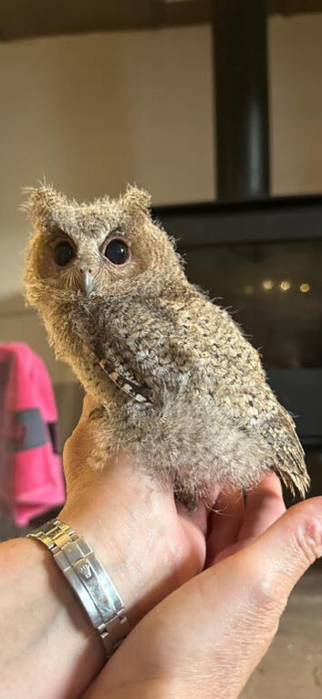 Indian scops owl