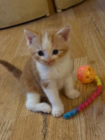 Ginger and white boy kitten