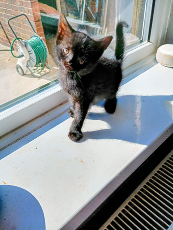 5 black kittens one little boy  left sitting on window sill  waiting for his new home can be seen with mum