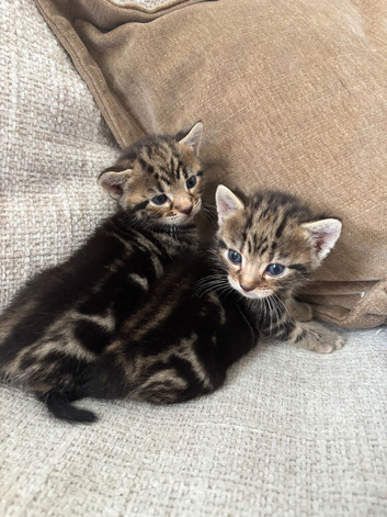 Bengal Kittens