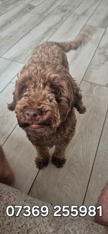 3 year old Cockapoo