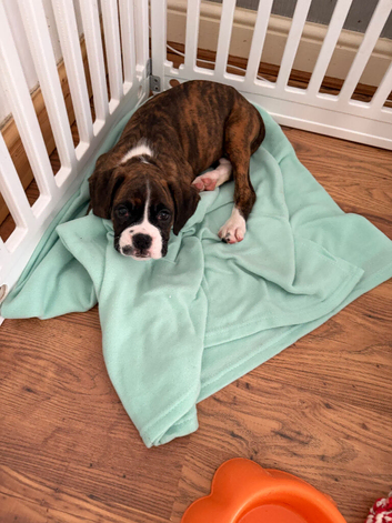 Kc Boxer puppy last female